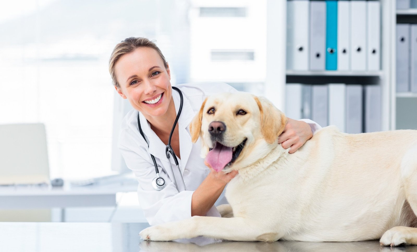 veterinary website design