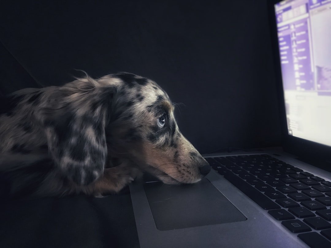 veterinary website optimization